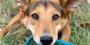 Beitragsbild des Blogbeitrags aufmerksamkeitsheischendes verhalten: das große missverständnis zwischen hund und mensch