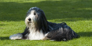 Beitragsbild des Blogbeitrags welcher typ ist dein hund in sachen hundeerziehung?