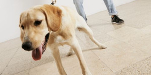 Beitragsbild des Blogbeitrags was das signal „langsam“ für deinen hund bedeutet: 3 varianten