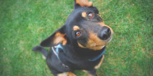 Beitragsbild des Blogbeitrags was macht clicker training mit dem hund? 5 effekte (nicht nur positiv!)