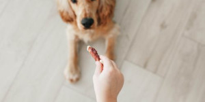 Beitragsbild des Blogbeitrags was belohnst du eigentlich? oder: wer erzieht hier wen…
