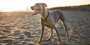 Beitragsbild des Blogbeitrags der ungeschickte hund – und die 5 ursachen, warum er so ist