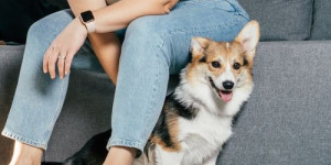 Beitragsbild des Blogbeitrags der (überäßig) anhängliche hund und die 5 dinge, die er braucht