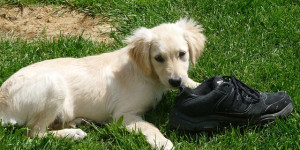 Beitragsbild des Blogbeitrags wie der hund „verbotenes“ auf positive weise bleiben lässt: 5 beispiele