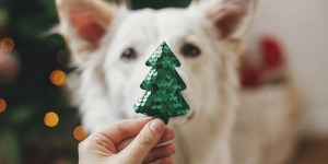 Beitragsbild des Blogbeitrags drei weihnachtsspiele für hunde 