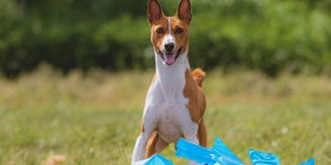 Beitragsbild des Blogbeitrags profi-tipp nr. 2 zur hundeerziehung: zuerst fördern, dann fordern 