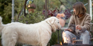 Beitragsbild des Blogbeitrags fairness dem hund gegenüber – was ist das überhaupt?