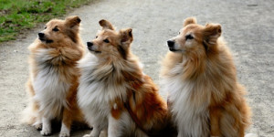 Beitragsbild des Blogbeitrags erfolgs-tipp nr. 3: drei erfolgsgeheimnisse für die hundeerziehung 