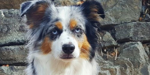 Beitragsbild des Blogbeitrags wie belohnt man, wenn der hund draußen keine leckerchen nimmt?