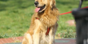 Beitragsbild des Blogbeitrags klare ansagen für den hund – mehr wirkung bei problemen