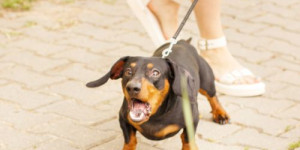 Beitragsbild des Blogbeitrags wann es keinen sinn macht, mit dem hund impulskontrolle zu üben