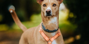 Beitragsbild des Blogbeitrags hundebegegnungen: warum abstand halten nicht reicht 