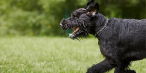 Beitragsbild des Blogbeitrags 3 tipps, damit begegnungen im freilauf nicht schief gehen 