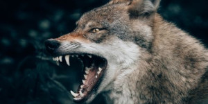 Beitragsbild des Blogbeitrags was beta wölfe und hundeerziehung miteinander zu tun haben