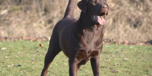 Beitragsbild des Blogbeitrags wie kommt der hund ins gleichgewicht (und warum ist das überhaupt wichtig)? 