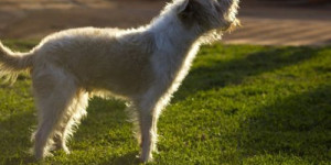 Beitragsbild des Blogbeitrags was steckt hinter plötzlichen verhaltensänderungen beim hund?
