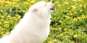 Beitragsbild des Blogbeitrags die eine sache, die man (fast) immer falsch macht, wenn der hund bellt