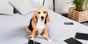 Beitragsbild des Blogbeitrags kontrolliert dich dein hund? (und woran erkennt man das überhaupt) 