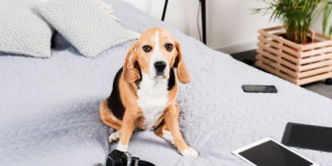 Beitragsbild des Blogbeitrags kontrolliert dich dein hund? (und woran erkennt man das überhaupt)