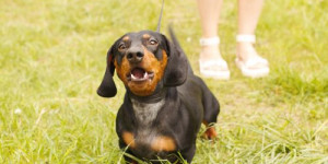 Beitragsbild des Blogbeitrags tipp 2 gegen unerwünschtes verhalten beim hund: konsequenzen kontrollieren