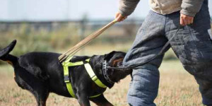 Beitragsbild des Blogbeitrags 5 gute gründe für ein verbot der schutzhundeausbildung 