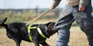 Beitragsbild des Blogbeitrags 5 gute gründe für ein verbot der schutzhundeausbildung