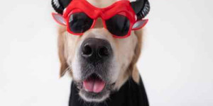 Beitragsbild des Blogbeitrags 3 einwände gegen lustige hundefotos