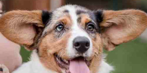 Beitragsbild des Blogbeitrags 3 fehler im umgang mit überschwänglichen hunden 