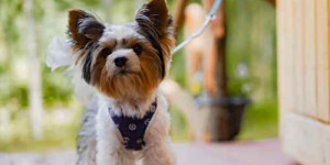 Beitragsbild des Blogbeitrags die ersten meter – was tun mit der anfangsaufregung vom hund