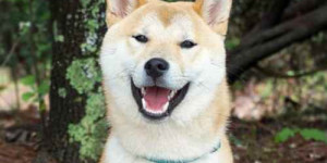 Beitragsbild des Blogbeitrags die 2 (einhalb) arten von aufregung beim hund – und warum es so wichtig ist, sie auseinander zu halten