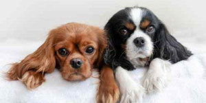 Beitragsbild des Blogbeitrags hilft ein zweiter hund beim allein bleiben?