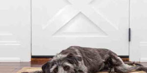 Beitragsbild des Blogbeitrags wie lange kann ein hund alleine bleiben?