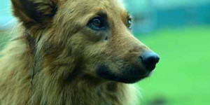 Beitragsbild des Blogbeitrags was bindung, bedürfnisse und aufmerksamkeit für den hund miteinander zu tun haben
