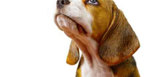 Beitragsbild des Blogbeitrags wenn der hund nicht versteht – ist er oft ein missverstandener hund 