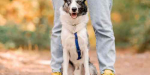 Beitragsbild des Blogbeitrags die drei phasen im leben mit hund – wo stehst du gerade?