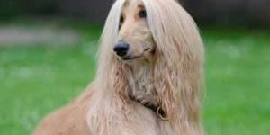Beitragsbild des Blogbeitrags gelassenheit ist für den hund lernbar (aufgeregtheit auch)