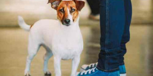 Beitragsbild des Blogbeitrags dein hund lässt dich nicht aus den augen? was dahinter steckt