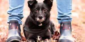 Beitragsbild des Blogbeitrags drei gründe, warum dein hund NICHT schutz sucht bei dir