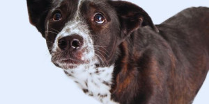 Beitragsbild des Blogbeitrags wie du deinen hund versehentlich bestrafst – 3 beispiele