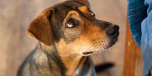 Beitragsbild des Blogbeitrags hundeerziehung: ist dein hund befehlsempfänger oder partner?