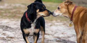 Beitragsbild des Blogbeitrags der kipp-effekt bei hundekontakten und hundespiel: was er ist und wie man ihn vermeidet