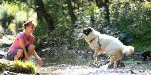 Beitragsbild des Blogbeitrags 3 tipps für einen hundegerechten sommer