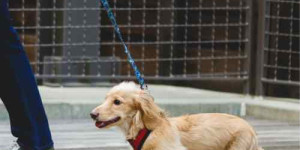 Beitragsbild des Blogbeitrags wie die leine die kommunikation mit dem hund blockiert 