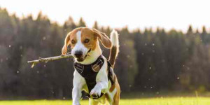 Beitragsbild des Blogbeitrags warum du deinen hund NICHT auspowern solltest: 1 hauptgrund und 3 weitere