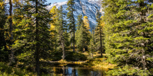 Beitragsbild des Blogbeitrags Entdeckungstour im Rauriser Urwald 