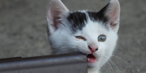 Beitragsbild des Blogbeitrags die neue und verbesserte wunder.wutzi.mäßige all.mächtige energetische WunderDroge