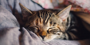Beitragsbild des Blogbeitrags Alishas Fragen - meine Antworten