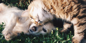 Beitragsbild des Blogbeitrags Liebe ist nur ein Wort