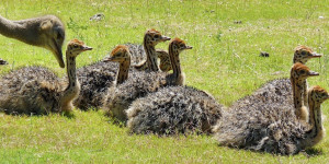 Beitragsbild des Blogbeitrags Wieder mal ein Wuserl Thema ;-)
