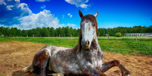 Beitragsbild des Blogbeitrags Ich sollte endlich aufhören, tote Pferde zu reiten 